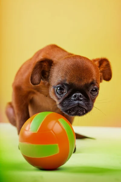 Griffon avec baby ball — Photo