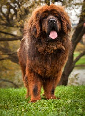 Kırmızı Tibetli mastiff köpek