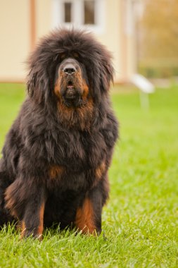 Kırmızı Tibetli mastiff köpek