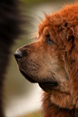 Kırmızı Tibetli mastiff köpek