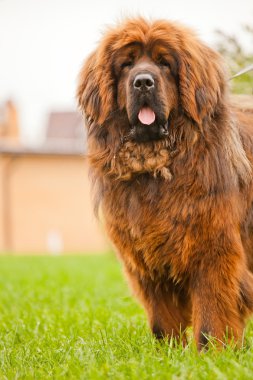 Kırmızı Tibetli mastiff köpek