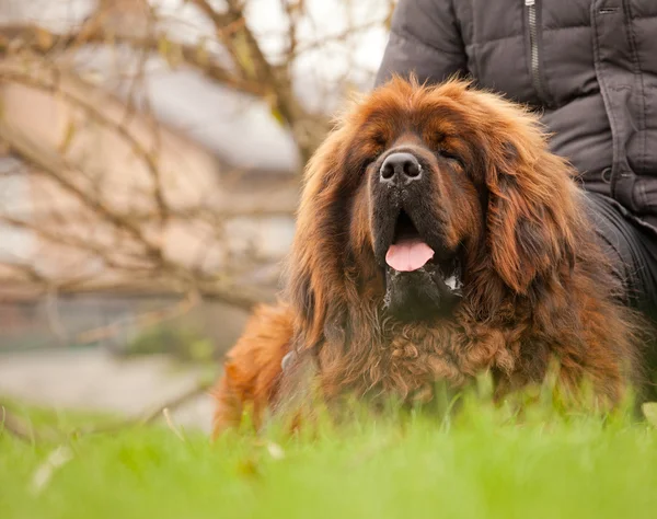 Röd Tibetansk mastiff hund — Stockfoto