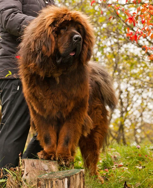 Röd Tibetansk mastiff hund — Stockfoto