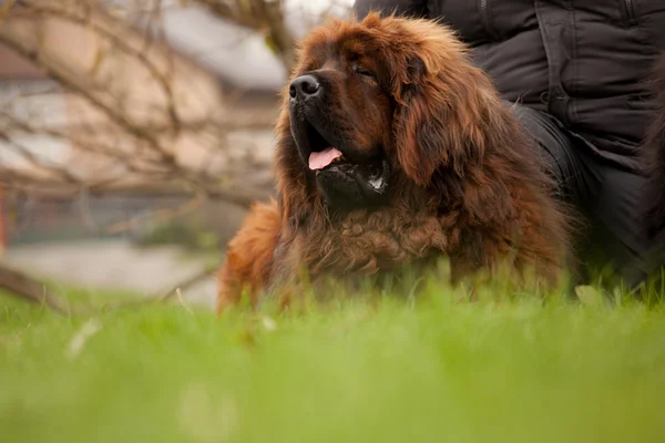 Röd Tibetansk mastiff hund — Stockfoto