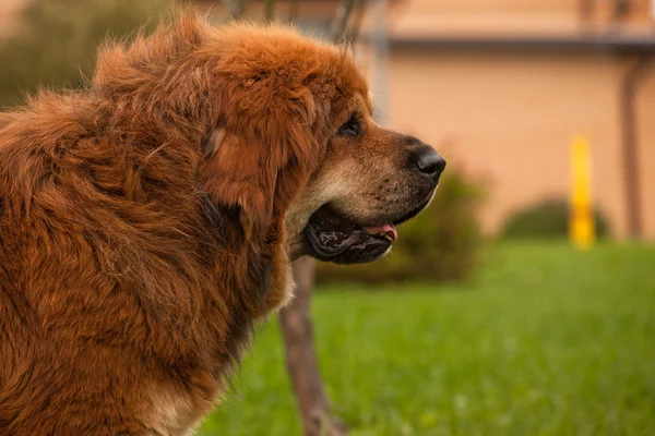 Cão mastim tibetano vermelho — Fotografia de Stock