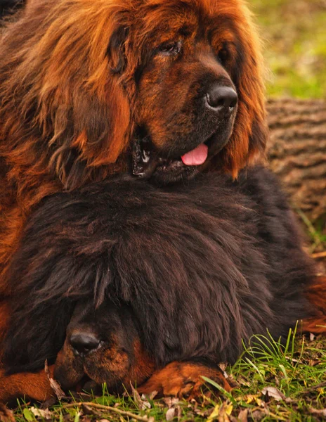 Cão mastim tibetano vermelho — Fotografia de Stock