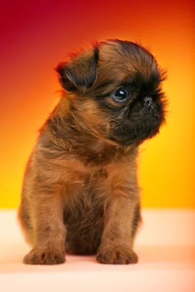 Chiots Griffons Images Libres De Droit Photos De Chiots Griffons Depositphotos Chiots Griffons Images Libres De Droit Photos De Chiots Griffons Depositphotos