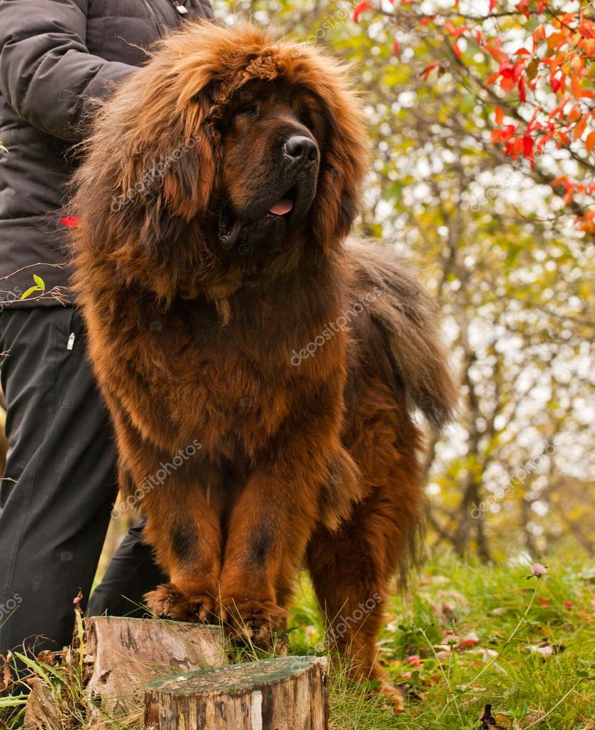 red tibetan mastiff dog