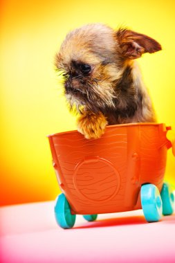 Griffon bebek arabası