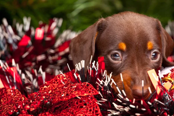 Perro con juguete — Foto de Stock