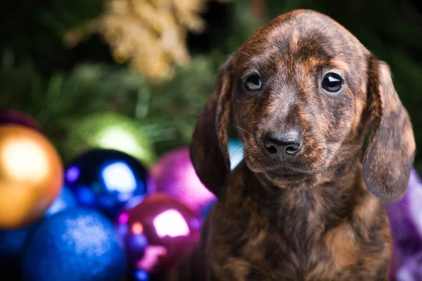 正月の雰囲気のダックスフンド子犬 — ストック写真