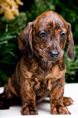 Dachshund yavru yeni yıl atmosferde