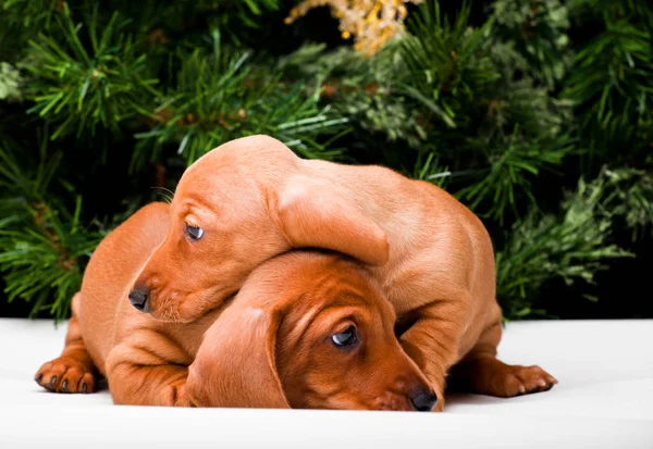 Cachorros Dachshund na atmosfera do ano novo — Fotografia de Stock