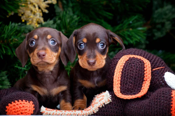 Chiots Dachshund dans une atmosphère nouvelle année — Photo