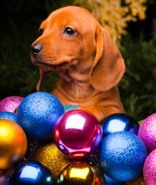 Dachshund yavru yeni yıl atmosferde