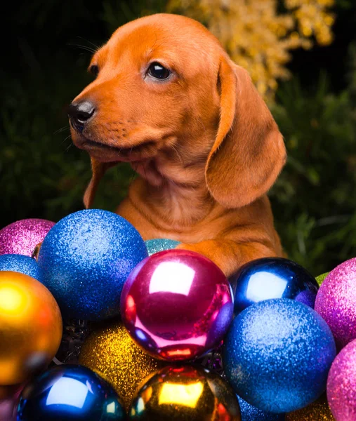 Dachshund cachorros en la atmósfera de año nuevo — Foto de Stock