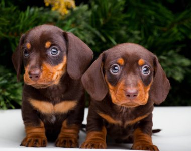 Dachshund yavru yeni yıl atmosferde