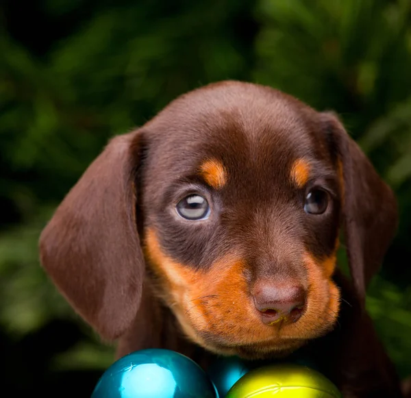Dachshund puppies in new year atmosphere — Stock Photo, Image