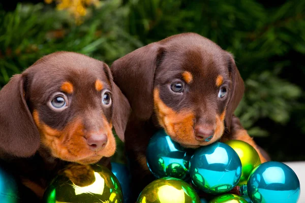 Dachshund puppies in new year atmosphere — Stock Photo, Image