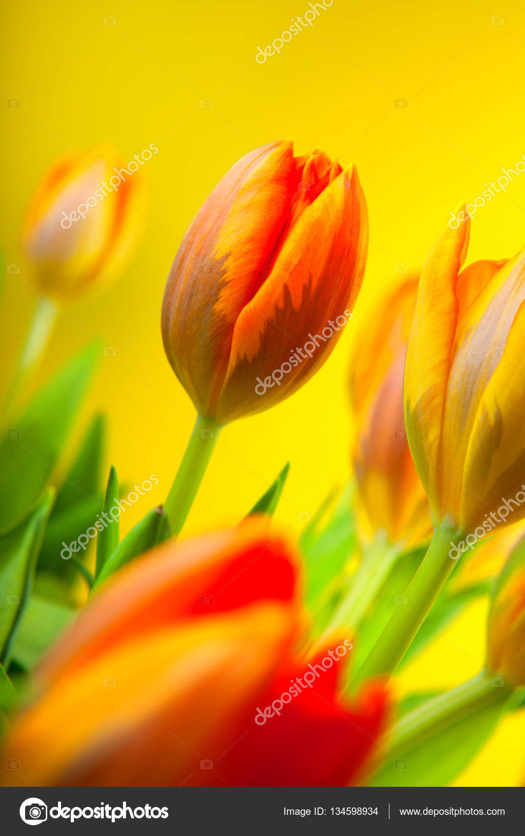 Fondos de pantalla de tulipán fotos de stock, imágenes de Fondos de  pantalla de tulipán sin royalties | Depositphotos