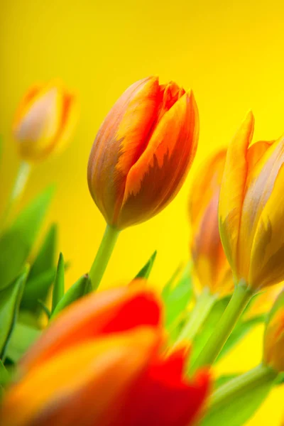 Fondos de pantalla de tulipán fotos de stock, imágenes de Fondos de pantalla  de tulipán sin royalties | Depositphotos