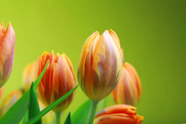 Bloemen voor achtste maart — Stockfoto