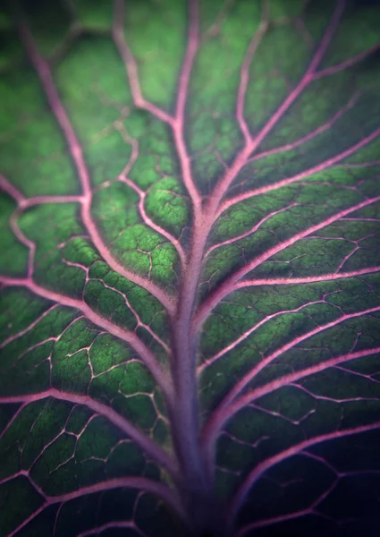 Текстура листа капусты — стоковое фото