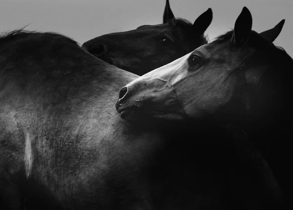 Сім'я диких коней — стокове фото