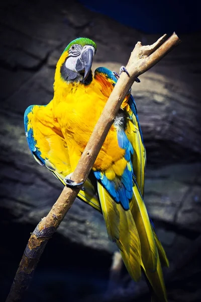 Papagaio cacatua kakadu amarelo — Fotografia de Stock