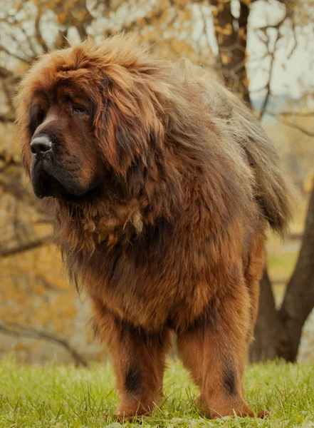 Cão Mastim Tibetano Amarelo Outono Rua Moscou — Fotografia de Stock