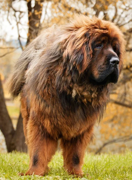 Cão Mastim Tibetano Amarelo Outono Rua Moscou — Fotografia de Stock