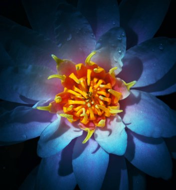 Gece Lily makro Astrahan doğa