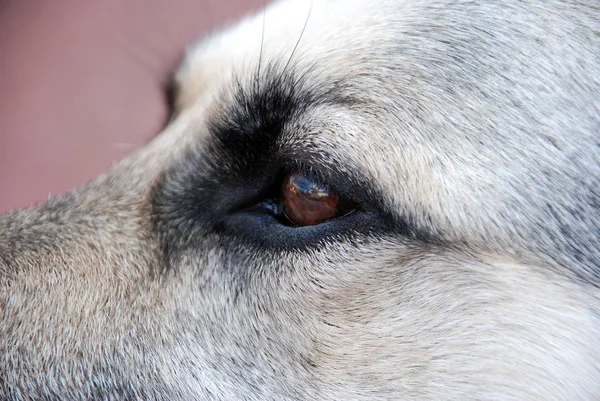 Σκυλιά Μάτι Μακροεντολή Θερινή Ώρα — Φωτογραφία Αρχείου