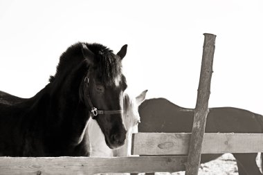 Doğa kışın siyah at