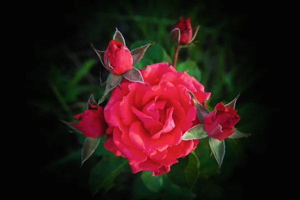 Rosa Vermelha Jardim Verão — Fotografia de Stock