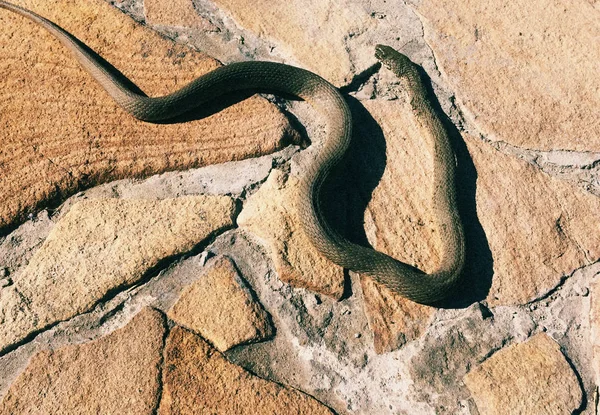 Serpiente Rusa Textura Piedra — Foto de Stock