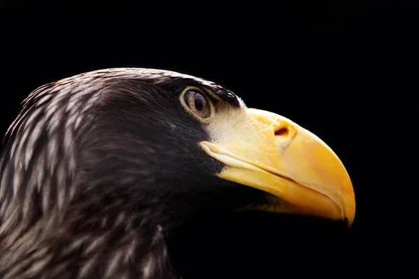 Eagle Portret Dzikiej Przyrody — Zdjęcie stockowe