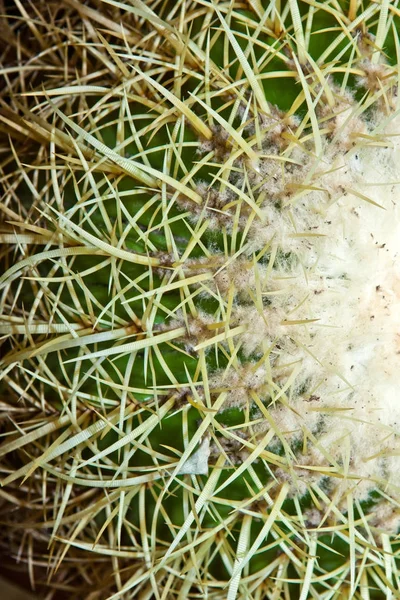 Zielony Kaktus Tekstury — Zdjęcie stockowe