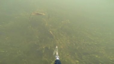 9 kg Sazan balığı Sualtı avcısı Astrakhan Volga Nehri