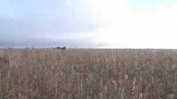 Astrakhan printemps nature Drone 