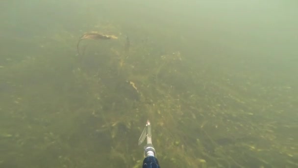 Karp Fisk Undervattens Jägare Astrakhan Volga River — Stockvideo