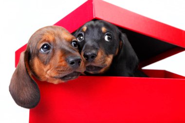 Dachshund kırmızı bir kutu içinde