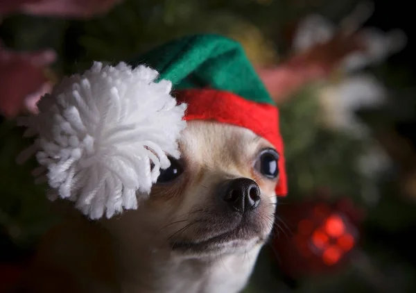Köpek Noel Köknar Ağacı Arka Plan — Stok fotoğraf
