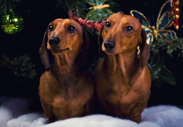 Perro Navidad Abeto Fondo — Foto de Stock