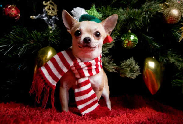 Psí Vánoce Jedle Pozadí — Stock fotografie
