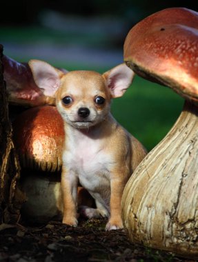 Chihuahua yaz bahçesinde