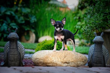Chihuahua yaz bahçesinde