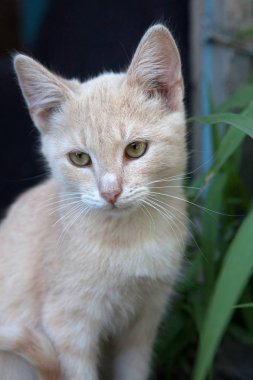 vahşi kedi portre taze bir atmosfer 