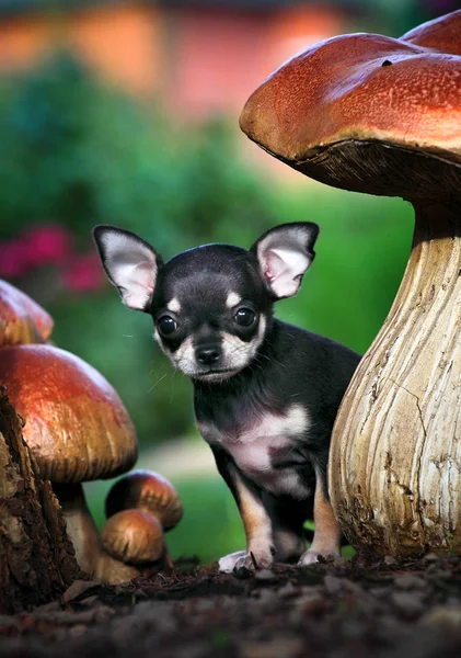 Chihuahua Summer Garden — Stock Photo, Image