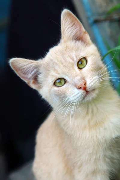 Vahşi Kedi Portre Taze Bir Atmosfer — Stok fotoğraf